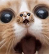 Image result for shock cats memes faces