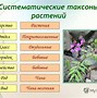 Image result for Род Биология