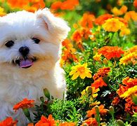 Image result for Cute Dog Screensavers