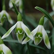 Image result for Galanthus Wifi Tombe la Neige