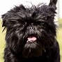 Image result for Dog Looks Like an Ewok