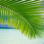Image result for Palm Tree Beach Wallpaper