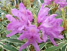Image result for Rhododendron  ponticum Variegatum