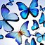 Image result for Butterflies iPhone Wallpaper Printed Big