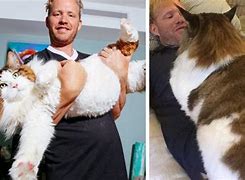 Image result for The Biggest Cat in the Whole Wide World