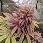 Image result for Passion Fruit Strain