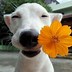 Image result for Smile Dog Cute Puppy