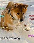 Image result for Drip Doge Meme