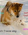 Image result for Doge Meme Template