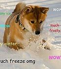 Image result for Doge Meme Anime