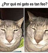 Image result for Gato Feo Con Ojos Verdes Meme