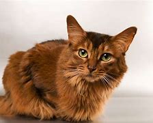 Image result for Long Haired Orange Cat Breeds