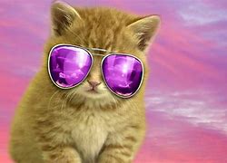 Image result for 1920X1080 Funny Cat