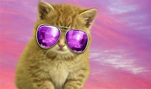Image result for Cool Funny Cats