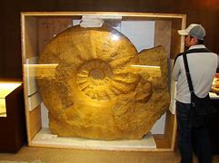 Image result for Fake Fossil Watch