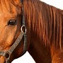 Image result for Horse Racing Colours Transparent