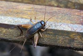 Image result for Crickets at Night