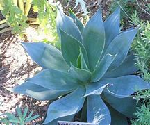 Image result for Blue Agave Plant for Sale