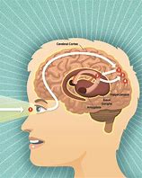 Image result for How Memory Works in the Brain