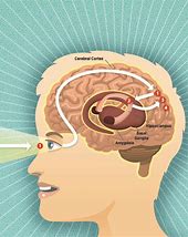 Image result for Brain and Memory Gify