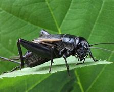 Image result for Field Cricket Species China