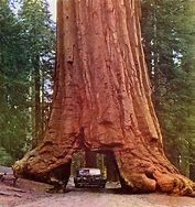 Image result for Tallest Giant Sequoia Tree