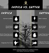 Image result for Difference Between Cannabis Sativa vs Indica