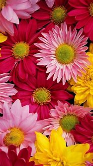 Image result for Flowers Wallpaper iPhone X