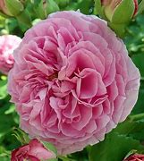 Image result for Rosa louise odier