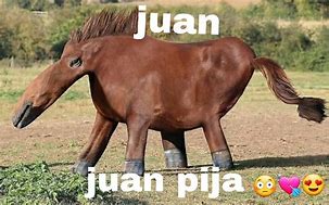 Image result for Juan Caballo Meme Sin Texto