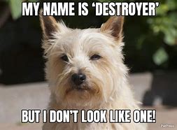 Image result for Mildly Annoyed Dog Meme