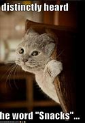 Image result for Anxiety Cat Meme