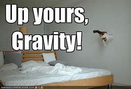 Image result for Animal Gravity Meme