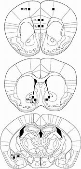 Image result for M1 Cortex