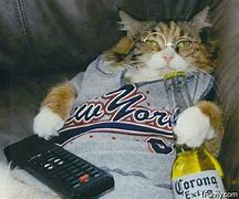 Image result for Couch Potato Cat Meme