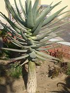 Image result for Cactus in Dubai Desert