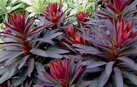 Image result for Euphorbia characias ssp. wulfenii Purple and Gold