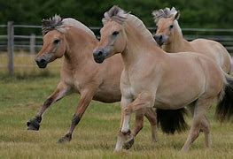 Image result for Norwegian Horse Breeds