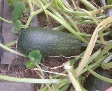 Image result for Identify Squash by Picture