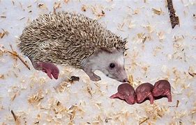 Image result for Hedgehog Birth