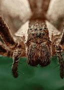 Image result for Top 10 Dangerous Spiders