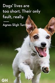 Image result for New Year Dog Quotes