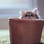 Image result for Cats Are the Cutest Animals in the World