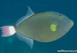 Image result for Melichthys Vidua