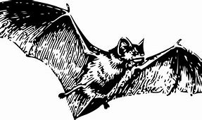 Image result for Bat Tattoo Transparent