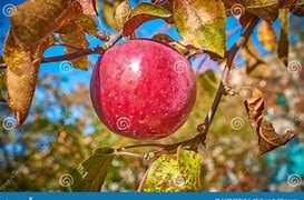 Image result for Bright Shine Y Red Apple