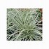 Bildergebnis für Carex oshimensis Everest