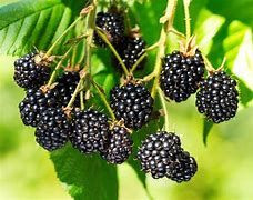Image result for Triple Crown Blackberries
