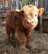 Image result for Fat Fluffy Cow