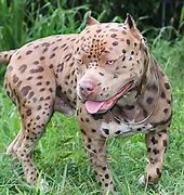 Image result for Pit Cross Cheetah